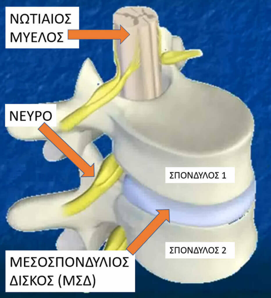 Βασικά μέρη σπονδυλικής στήλης σπόνδυλος μεσοσπονδύλιος δίσκος νωτιαίος μυελός νεύρο αυχενική μοίρα σπονδυλικής στήλης