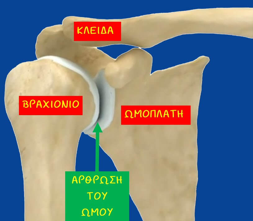 Ανατομία των οστών του ώμου