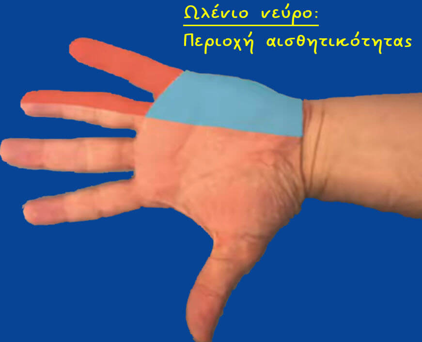 Το ωλένιο νεύρο δίνει αισθητικότητα (αίσθηση) στο μικρό δάχτυλο και στο μισό του παράμεσου δακτύλου τόσο στην παλάμη όσο και στην πίσω πλευρά του χεριού.